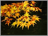 Maple Leaves