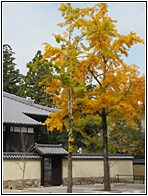 Ginkgo Trees