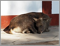 Deer Sleeping
