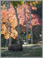 Deer