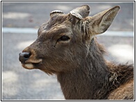 Nara Deer
