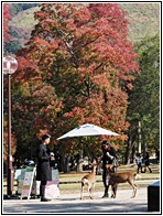 Nara Park