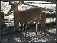 Nara Deer