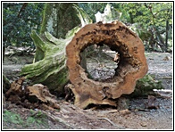 Big Trunk