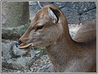 Young Deer