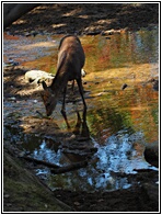 Nara Park
