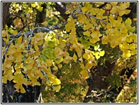 Ginkgo