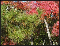 Colored Leaves