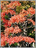 JAP_0790