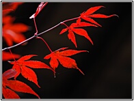 Red Leaves