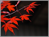Red Leaves