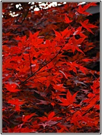 Red Leaves