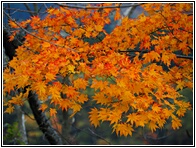 Autumn Colors