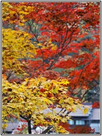 Autumn Landscape