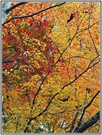 Autunm Colors