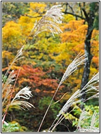 Autumn Landscape