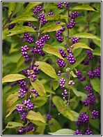 Bodinier Beautyberry
