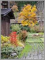 Shirakawa-go