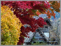 Autumn Leaves