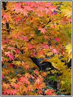 Autumn Trees