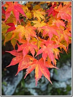 Maple Leaves