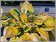 Yellow Leaves