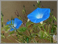 Blue Flowers