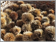 Chestnuts