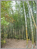 Bamboo Forest