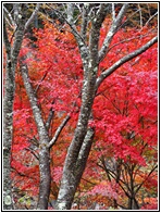 Fall Colours