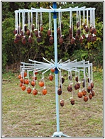Persimmons