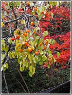 Persimmon Tree