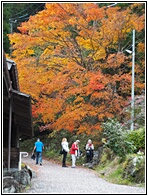Fall Colours