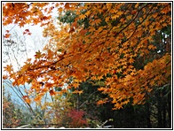 Fall Colors