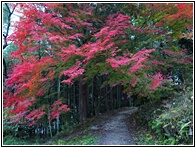 Nakasendo Highway