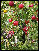 Apple Tree
