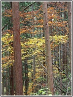 Cedar Forest