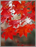 Red Leaves