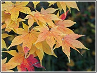 Maple Tree