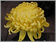 Chrysanthemum Flower Exhibition