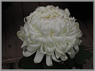 Chrysanthemum Flower Exhibition