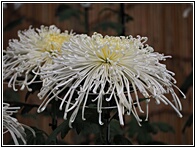 Chrysanthemum Flower Exhibition