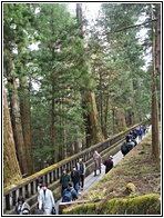Japanese Cedars