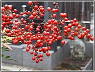 Red Berries