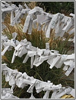 Wishes and Prayers