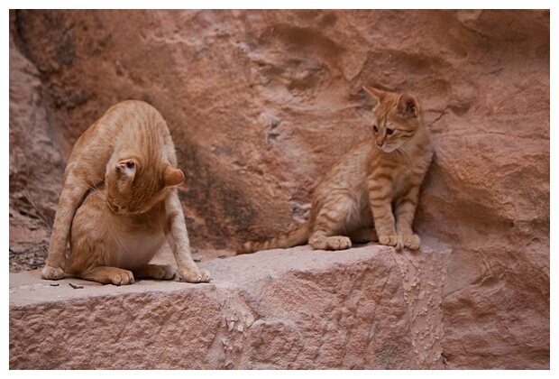 Two Cats