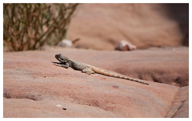 Blue Lizard