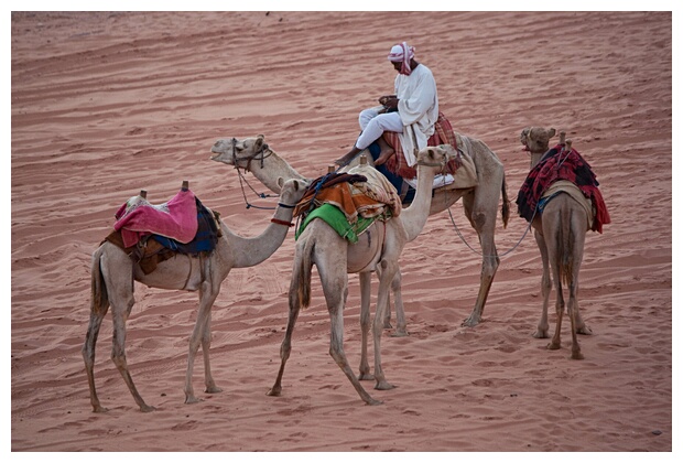 Bedouin with Camels