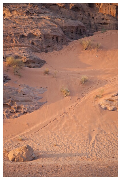 Animal Footprints