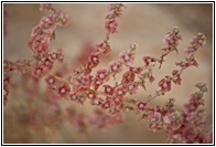 Little Flowers